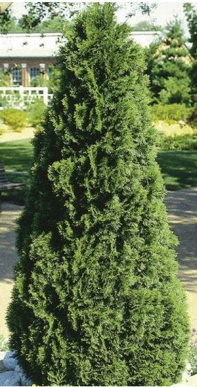 Smaragd or Emerald Cedar