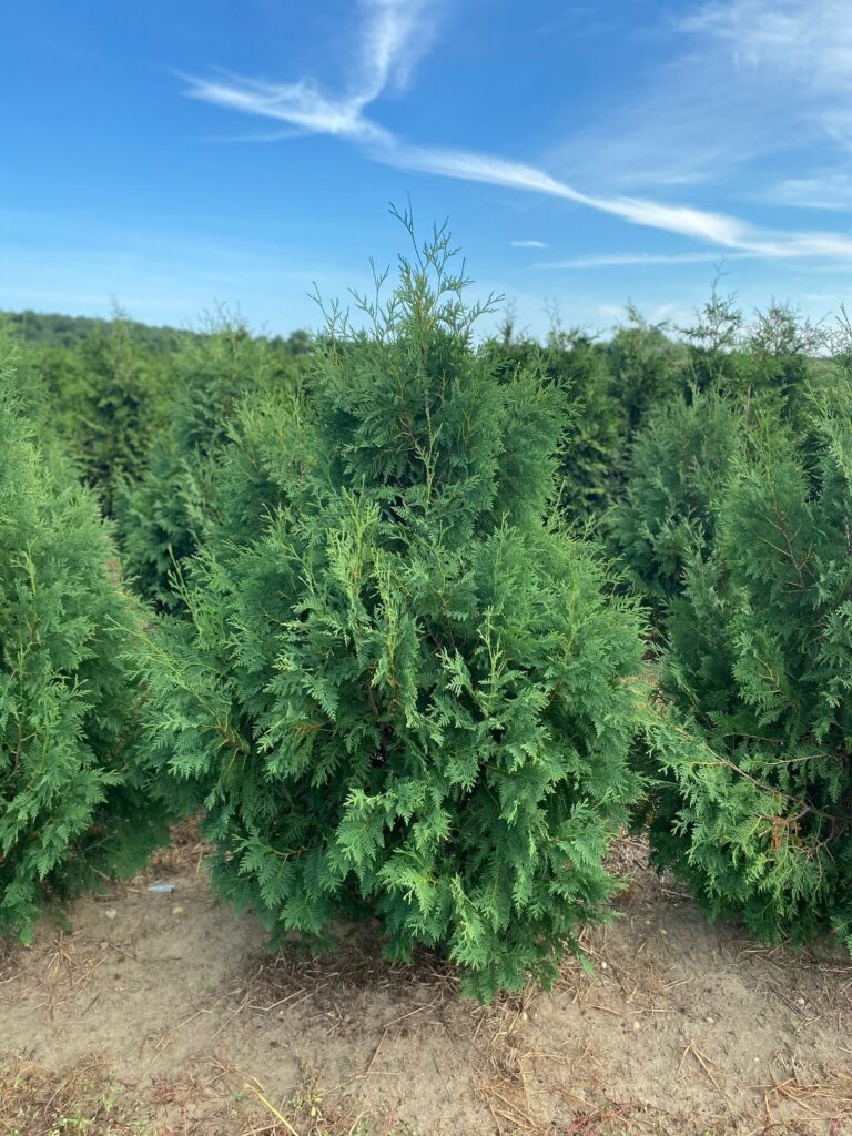 The Thuya Nigra (Black) Cedar