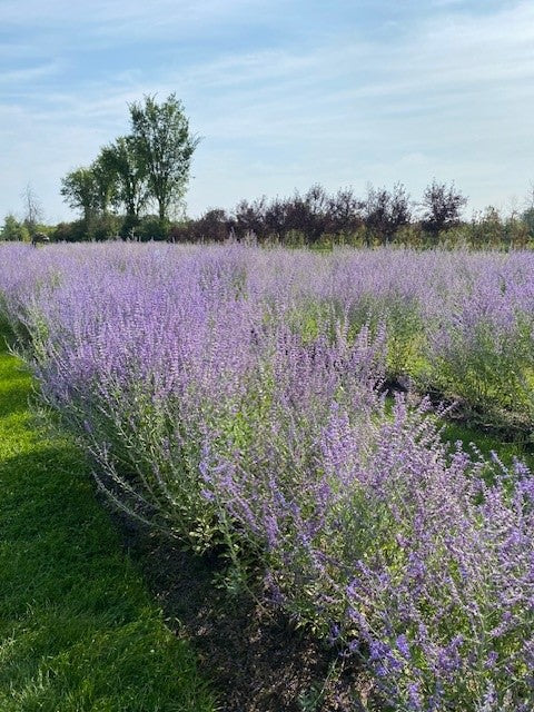 Flowers_8.jpg